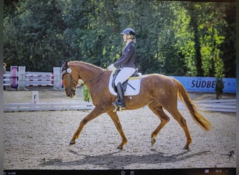 Sonstige Rassen, Stute, 11 Jahre, 174 cm, Fuchs