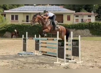 Sonstige Rassen, Stute, 11 Jahre, Brauner