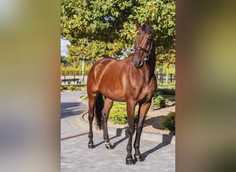 Sonstige Rassen, Stute, 11 Jahre, Rotbrauner