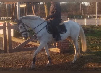 Sonstige Rassen, Stute, 11 Jahre, Schimmel