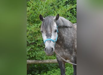 Sonstige Rassen, Stute, 12 Jahre, 120 cm, Schimmel