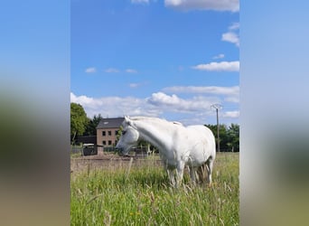 Sonstige Rassen, Stute, 12 Jahre, 133 cm, Schimmel