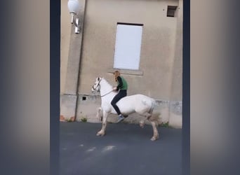 Sonstige Rassen, Stute, 12 Jahre, 134 cm, Schimmel