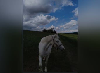Sonstige Rassen, Stute, 12 Jahre, 134 cm, Schimmel