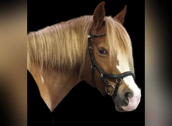 Sonstige Rassen, Stute, 12 Jahre, 138 cm, Fuchs