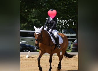 Sonstige Rassen, Stute, 12 Jahre, 142 cm, Brauner