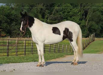 Sonstige Rassen, Stute, 12 Jahre, 142 cm, Schecke