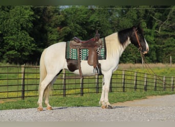 Sonstige Rassen, Stute, 12 Jahre, 142 cm, Schecke