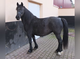 Sonstige Rassen Mix, Stute, 12 Jahre, 145 cm, Rappschimmel