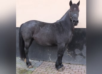 Sonstige Rassen Mix, Stute, 12 Jahre, 145 cm, Rappschimmel
