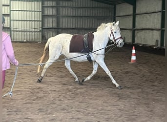 Sonstige Rassen Mix, Stute, 12 Jahre, 149 cm, Schimmel