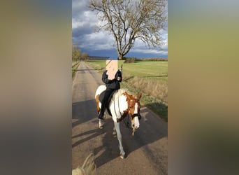 Sonstige Rassen, Stute, 12 Jahre, 149 cm, Tobiano-alle-Farben