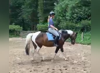 Sonstige Rassen Mix, Stute, 12 Jahre, 150 cm, Schecke