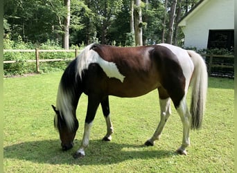 Sonstige Rassen Mix, Stute, 12 Jahre, 150 cm, Schecke