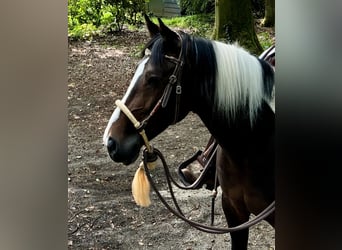 Sonstige Rassen Mix, Stute, 12 Jahre, 150 cm, Schecke