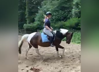 Sonstige Rassen Mix, Stute, 12 Jahre, 150 cm, Schecke
