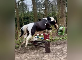 Sonstige Rassen Mix, Stute, 12 Jahre, 150 cm, Schecke