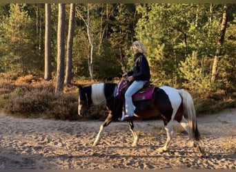 Sonstige Rassen Mix, Stute, 12 Jahre, 150 cm, Schecke