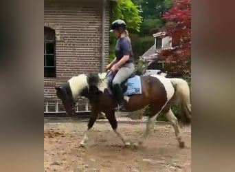 Sonstige Rassen Mix, Stute, 12 Jahre, 150 cm, Schecke