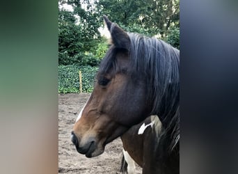 Sonstige Rassen Mix, Stute, 12 Jahre, 150 cm, Schecke