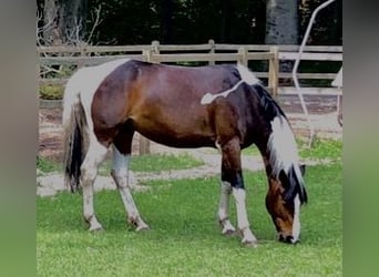 Sonstige Rassen Mix, Stute, 12 Jahre, 150 cm, Schecke