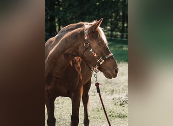 Sonstige Rassen, Stute, 12 Jahre, 152 cm, Hellbrauner
