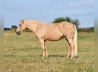 Sonstige Rassen, Stute, 12 Jahre, 152 cm, Palomino