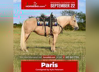 Sonstige Rassen, Stute, 12 Jahre, 152 cm, Palomino