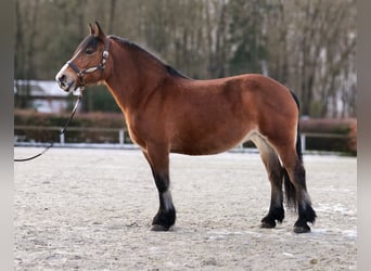 Sonstige Rassen, Stute, 12 Jahre, 153 cm, Brauner