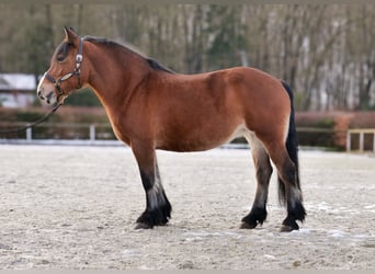 Sonstige Rassen, Stute, 12 Jahre, 153 cm, Brauner