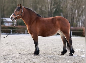 Sonstige Rassen, Stute, 12 Jahre, 153 cm, Brauner