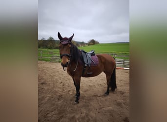 Sonstige Rassen, Stute, 12 Jahre, 153 cm, Brauner