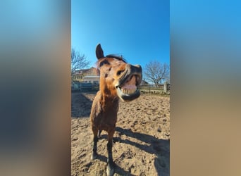 Sonstige Rassen, Stute, 12 Jahre, 153 cm, Brauner