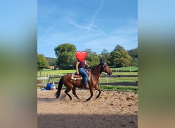 Sonstige Rassen, Stute, 12 Jahre, 153 cm, Brauner
