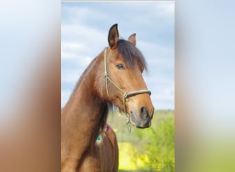 Sonstige Rassen, Stute, 12 Jahre, 153 cm, Brauner