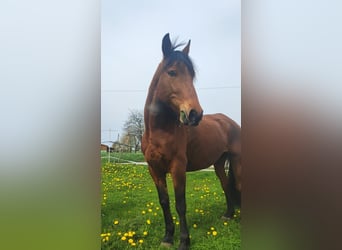 Sonstige Rassen, Stute, 12 Jahre, 153 cm, Brauner