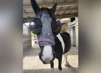 Sonstige Rassen, Stute, 12 Jahre, 155 cm