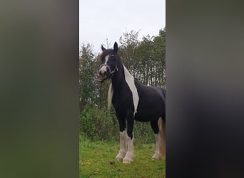 Sonstige Rassen, Stute, 12 Jahre, 155 cm