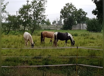 Sonstige Rassen, Stute, 12 Jahre, 155 cm