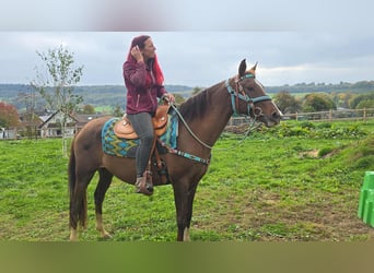Sonstige Rassen, Stute, 12 Jahre, 155 cm, Brauner