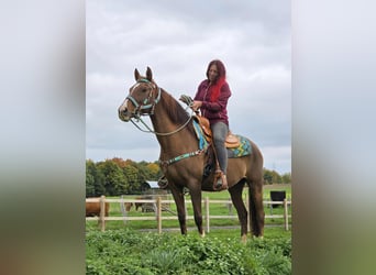 Sonstige Rassen, Stute, 12 Jahre, 155 cm, Brauner