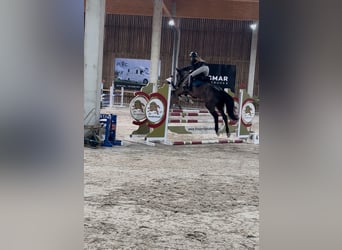 Sonstige Rassen Mix, Stute, 12 Jahre, 156 cm, Rappe