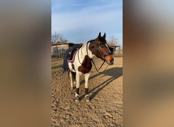 Sonstige Rassen Mix, Stute, 12 Jahre, 158 cm, Schecke