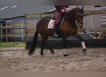 Sonstige Rassen, Stute, 12 Jahre, 160 cm, Brauner