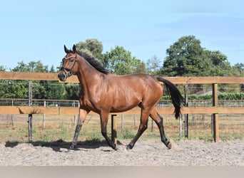 Sonstige Rassen, Stute, 12 Jahre, 160 cm, Brauner