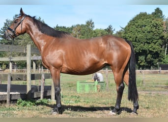 Sonstige Rassen, Stute, 12 Jahre, 160 cm, Brauner