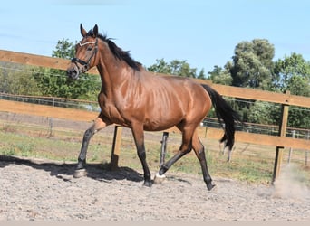 Sonstige Rassen, Stute, 12 Jahre, 160 cm, Brauner