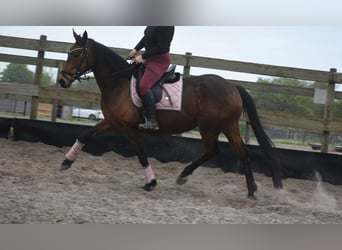 Sonstige Rassen, Stute, 12 Jahre, 160 cm, Brauner