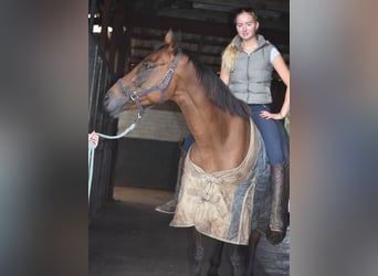 Sonstige Rassen, Stute, 12 Jahre, 160 cm, Brauner