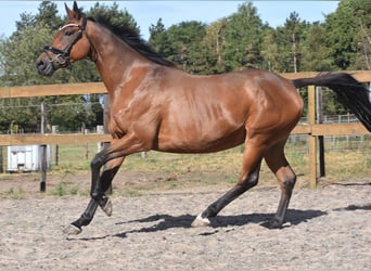 Sonstige Rassen, Stute, 12 Jahre, 160 cm, Brauner